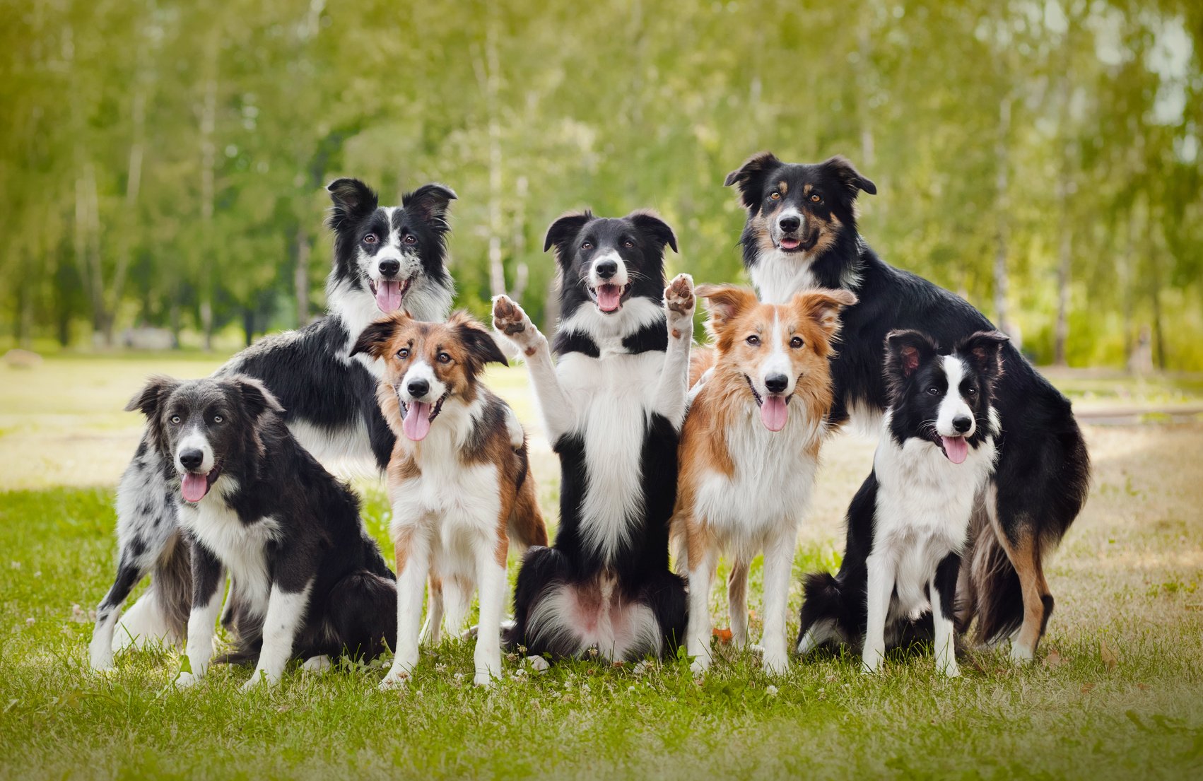 group of happy dogs