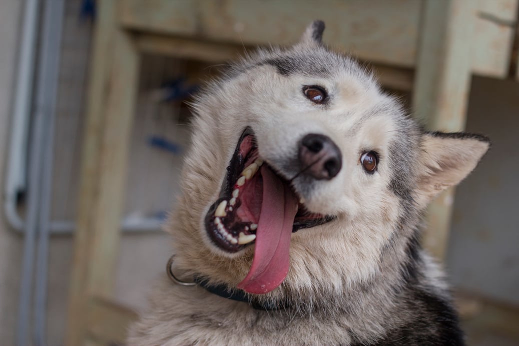 happy dog husky